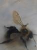 Bombus sp.